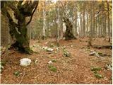 Stara Fužina - Planina Jezerce